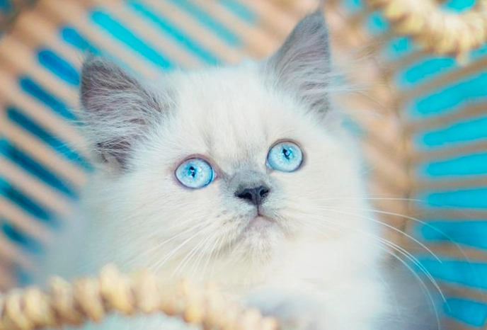 環保貓飼料包裝