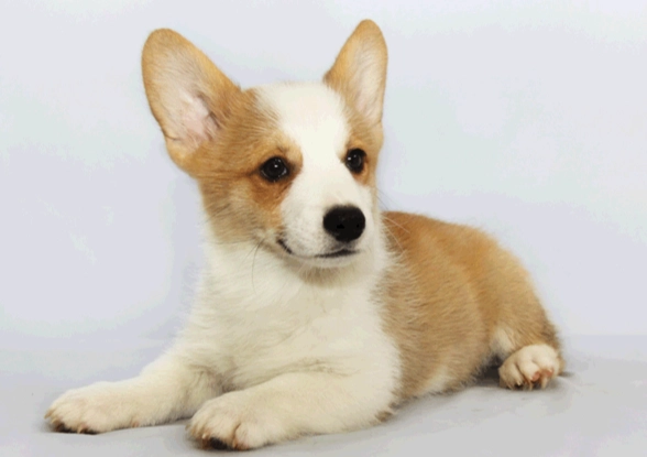 延長柯基犬壽命