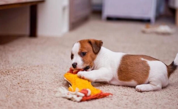 幼犬不喜歡被摸原因 幼犬不喜歡被摸原因