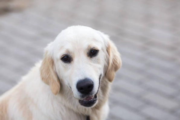 狗狗心臟病照護 狗狗心臟病照護