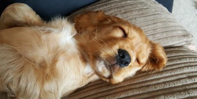 狗呼吸急促 狗呼吸急促