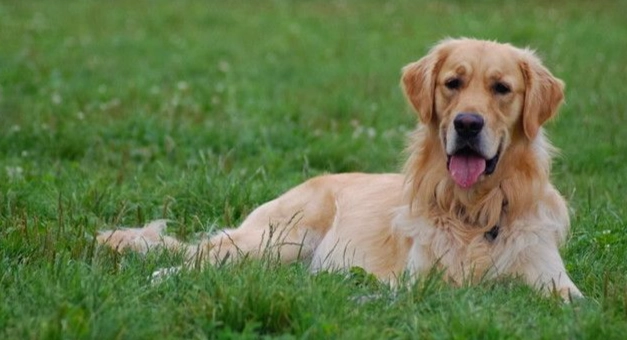 癲癇狗食物 癲癇狗食物