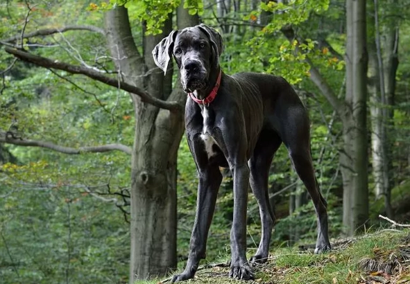 心脏病狗狗食物