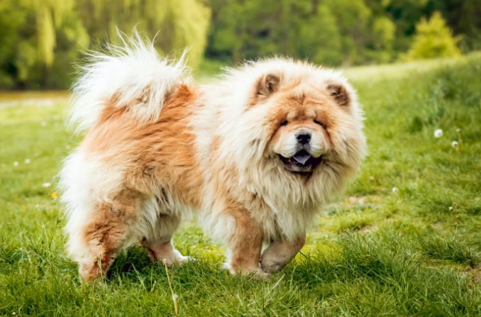 心脏病狗狗食物