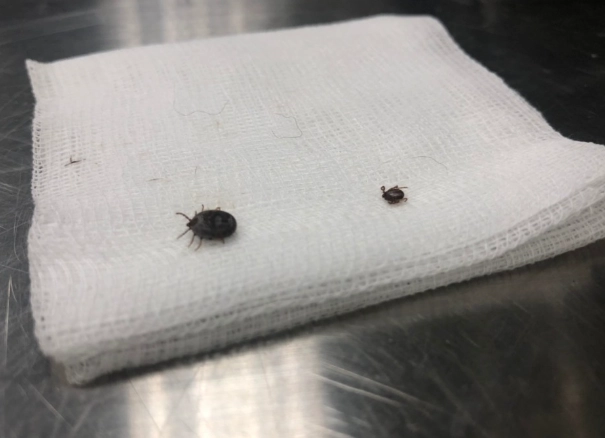 壁蝨怕什麼精油