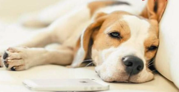 狗齡計算 狗齡計算