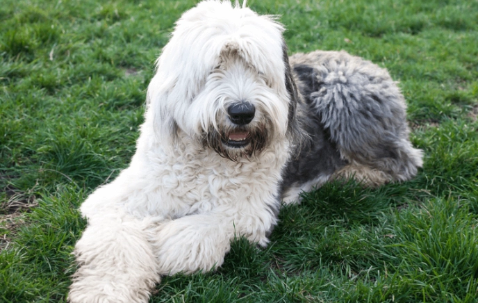 狗心脏衰竭照护