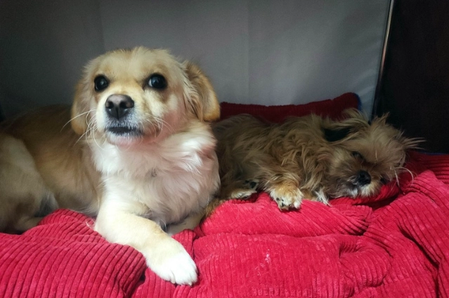 心臟病咳嗽舒緩