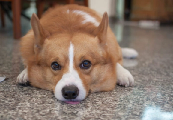 狗耳朵癢甩頭 狗耳朵癢甩頭