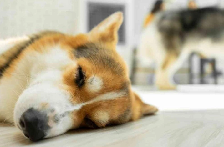 心臟肥大治療 心臟肥大治療