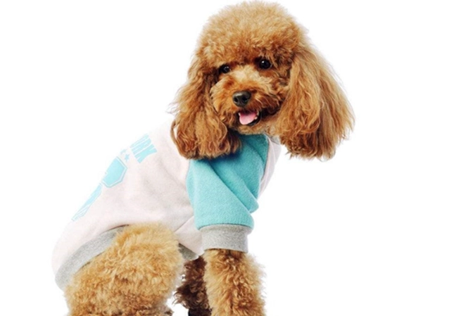 胰臟炎狗狗睡覺姿勢 胰臟炎狗狗睡覺姿勢