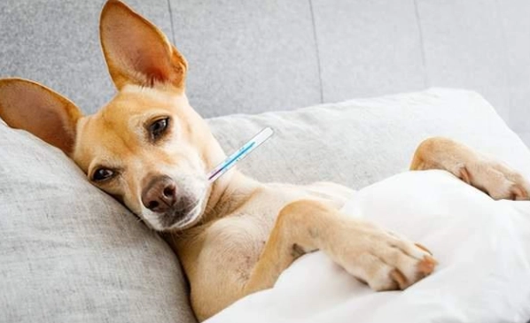 狗狗癲癇後遺症 狗狗癲癇後遺症