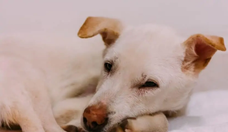 狗腎衰竭治療 狗腎衰竭治療