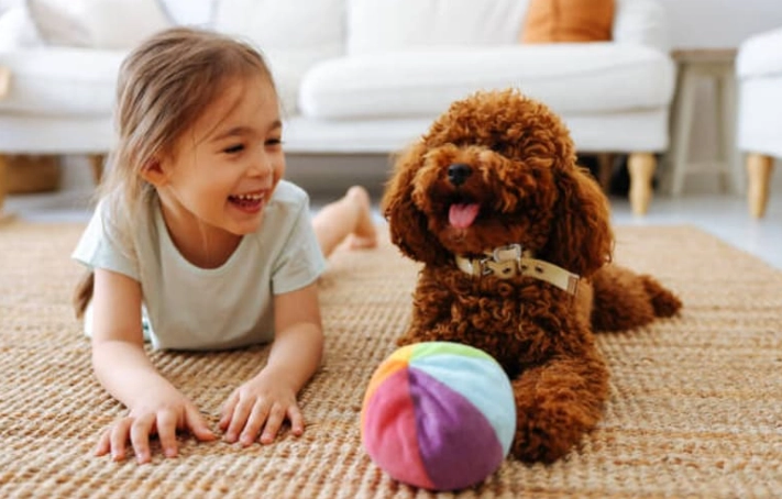 貴婦狗健康護理