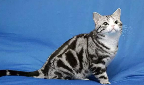 虎斑貓毛髮照顧