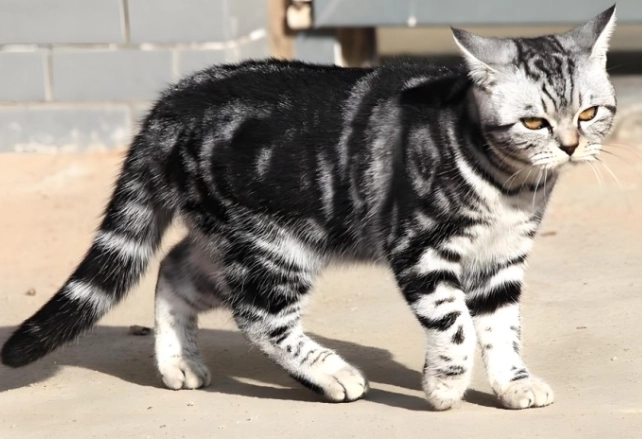 虎斑貓品種