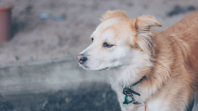 狗狗心臟病症狀