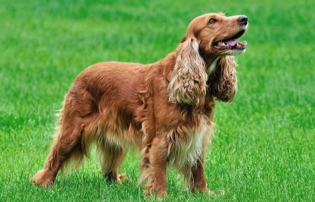 心絲蟲治療費用