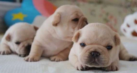 一個月小狗吃什麼