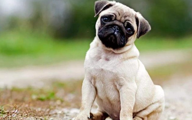 狗狗心臟病用藥