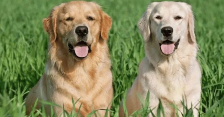 制止狗狗轉圈 制止狗狗轉圈