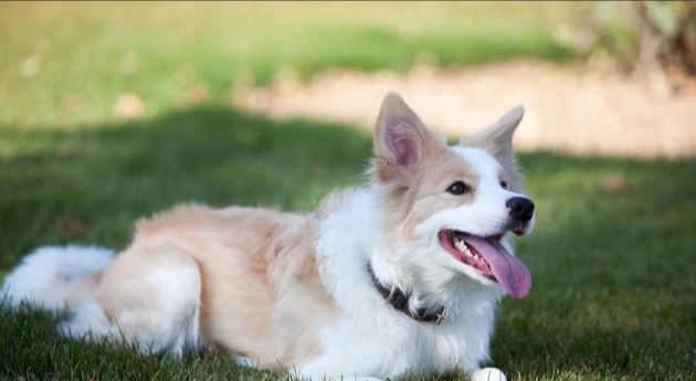 狗狗心絲蟲症狀