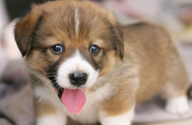 胰臟炎狗飲食 胰臟炎狗飲食