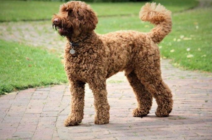 台灣拉布拉多貴賓犬飼養