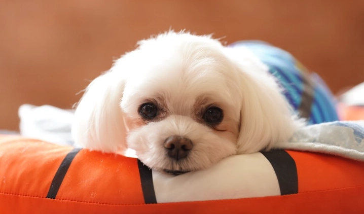 狗狗拱背發抖疾病