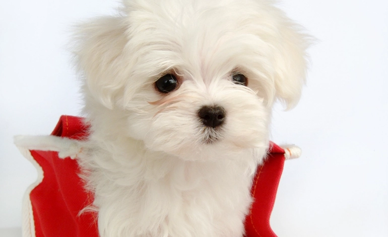 狗癲癇症狀 狗癲癇症狀