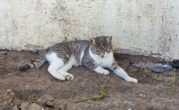 米克斯虎斑貓個性