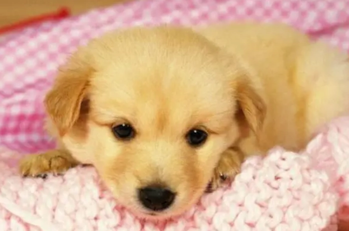 狗狗發作前兆 狗狗發作前兆