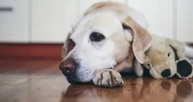 狗10歲人類年齡 狗10歲人類年齡