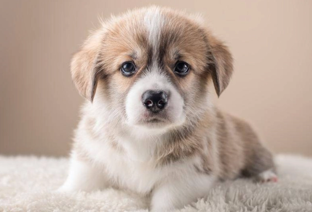 狗耳朵清潔步驟 狗耳朵清潔步驟