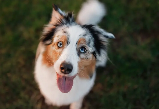 狗胰臟炎食譜 狗胰臟炎食譜