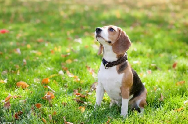 狗胰臟炎病徵 狗胰臟炎病徵