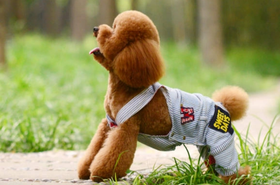 休克後遺症照護