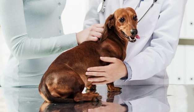 老年狗失智症治療