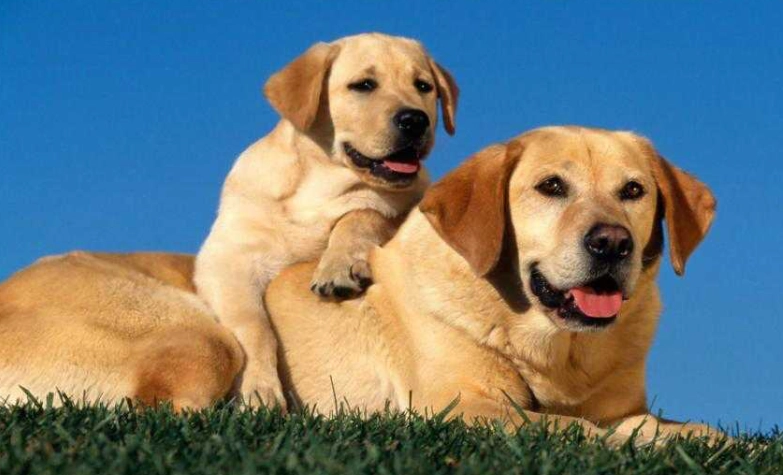 台灣拉布拉多貴賓犬飼養