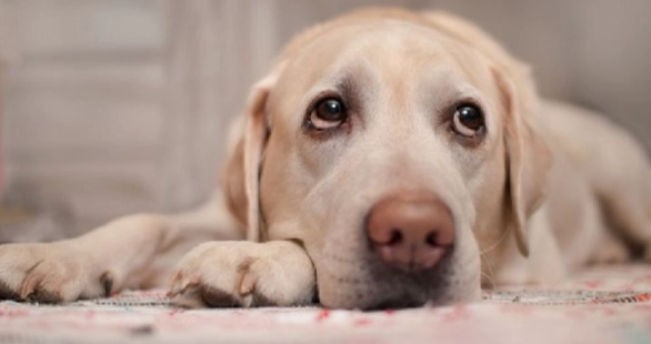 嗅觉训练 嗅觉训练