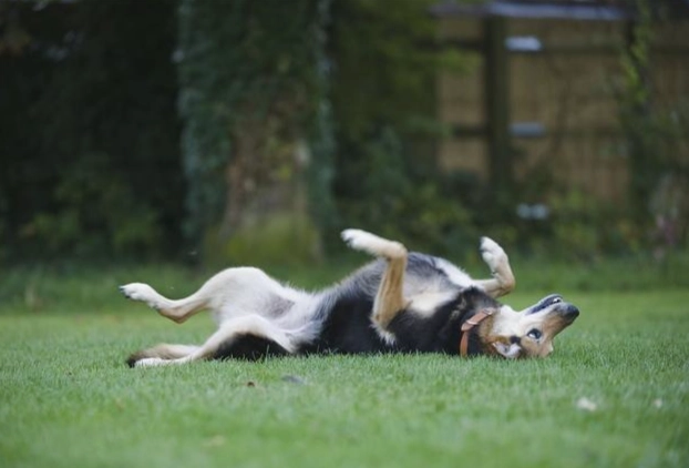 狗狗耳朵感染 狗狗耳朵感染