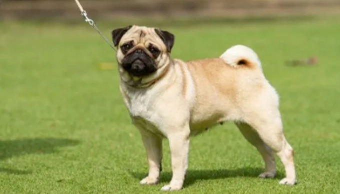 狗狗心絲蟲預防