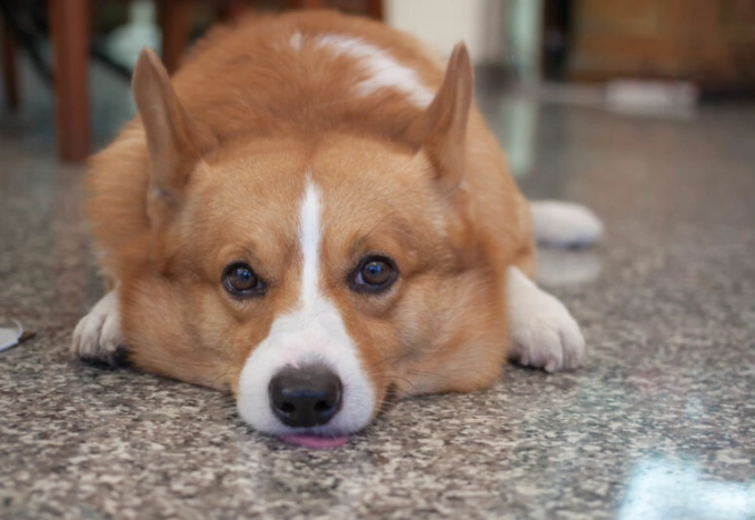 狗狗耳朵結痂原因