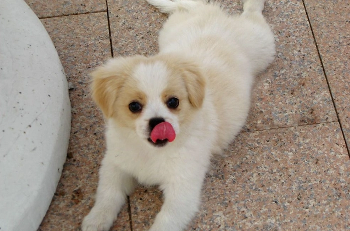 狗狗心臟病原因