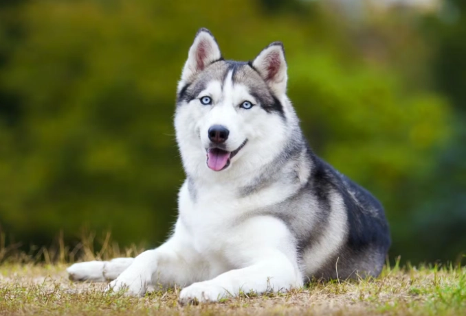 狗狗心臟病症狀