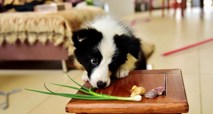 狗禁忌食物 狗禁忌食物