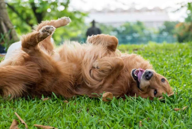 狗狗甩頭原因 狗狗甩頭原因