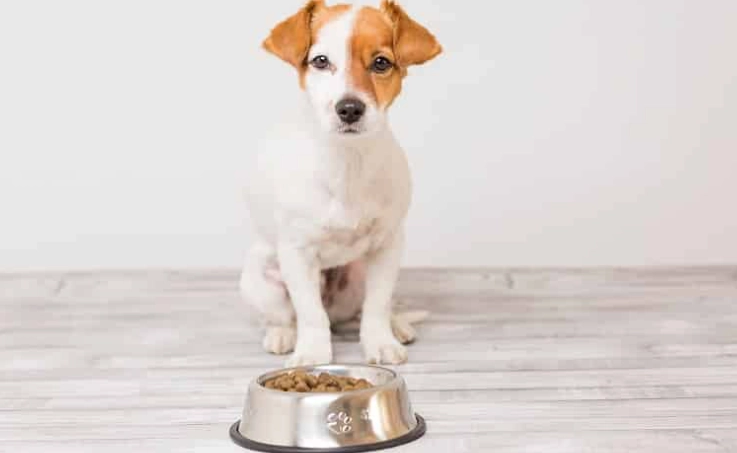 幼犬訓練項目 幼犬訓練項目