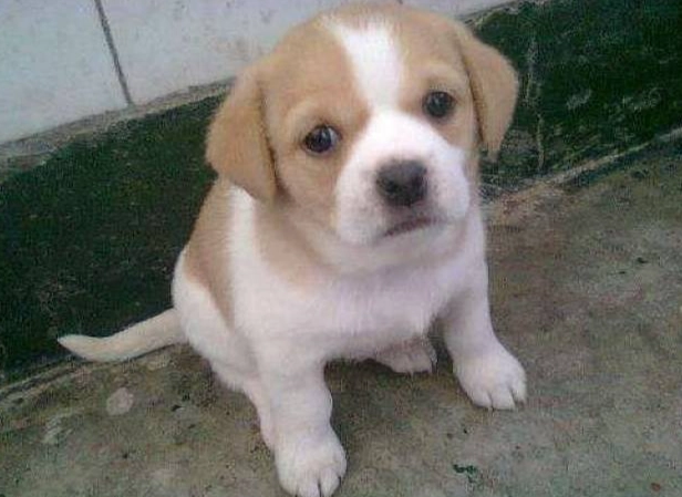 狗肺積水 睡覺姿勢 狗肺積水 睡覺姿勢