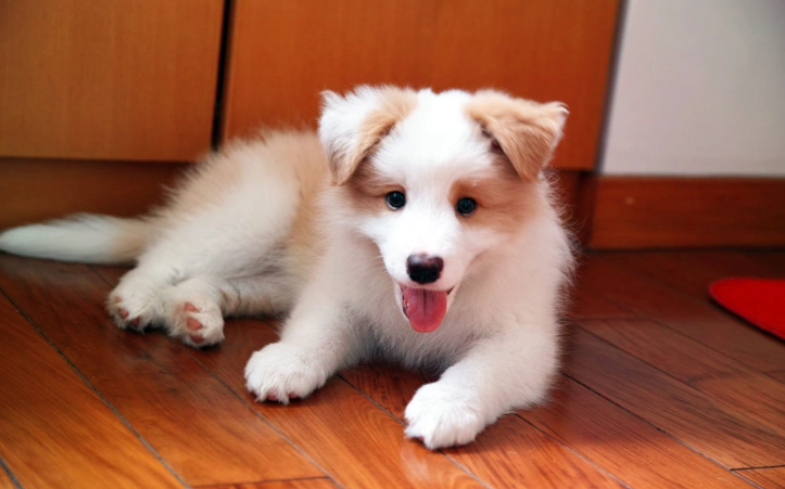 胰臟炎狗狗住院費用